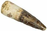 Fossil Spinosaurus Tooth - Real Dinosaur Tooth #305838-1